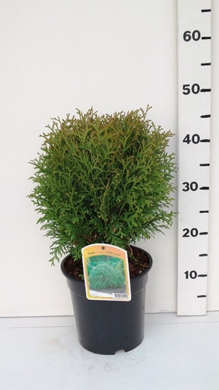 Thuja occ. 'Little Giant' - C3 25-30 CM